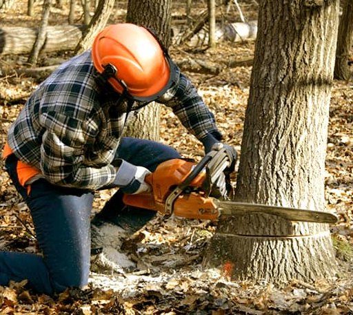 Tree Removal in Norwich, CT